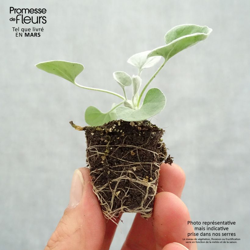 Dichondra Silver Falls - Silver ponysfoot Plug plant 3/4cm sample as delivered in spring