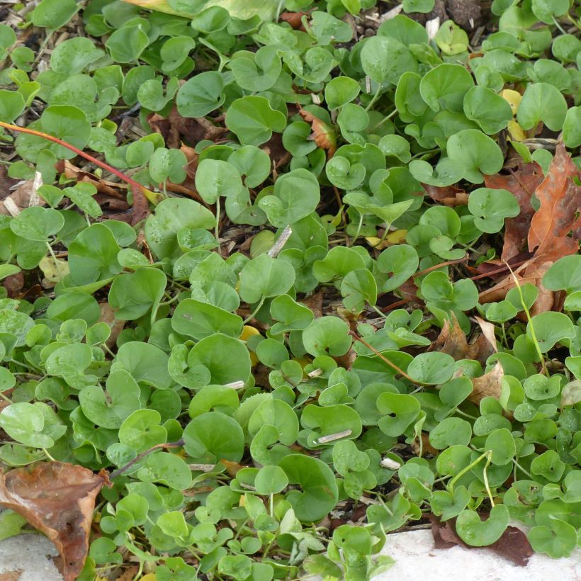 Dichondra repens (Foliage)