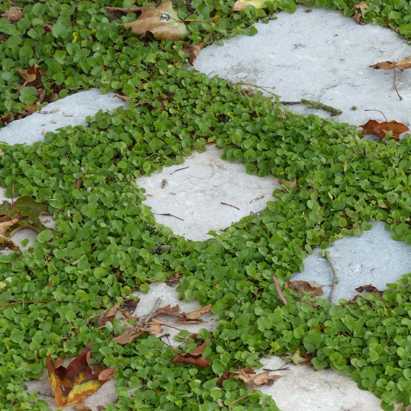 Dichondra repens (Plant habit)