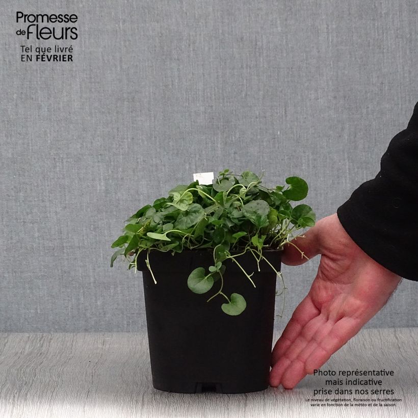 Dichondra repens 2L/3L pot sample as delivered in winter