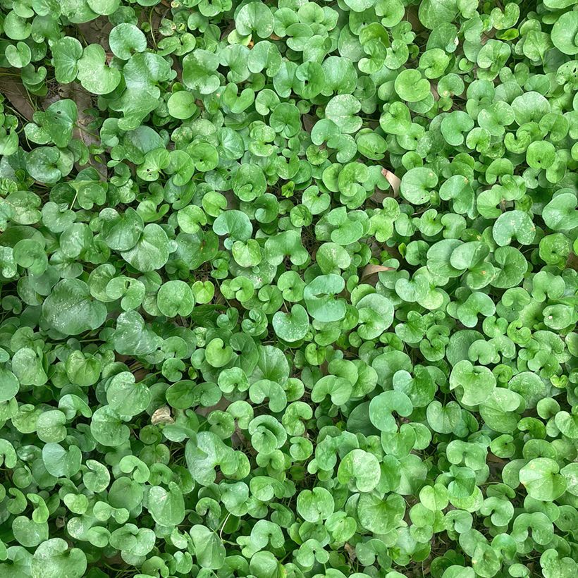 Dichondra repens seed (Foliage)