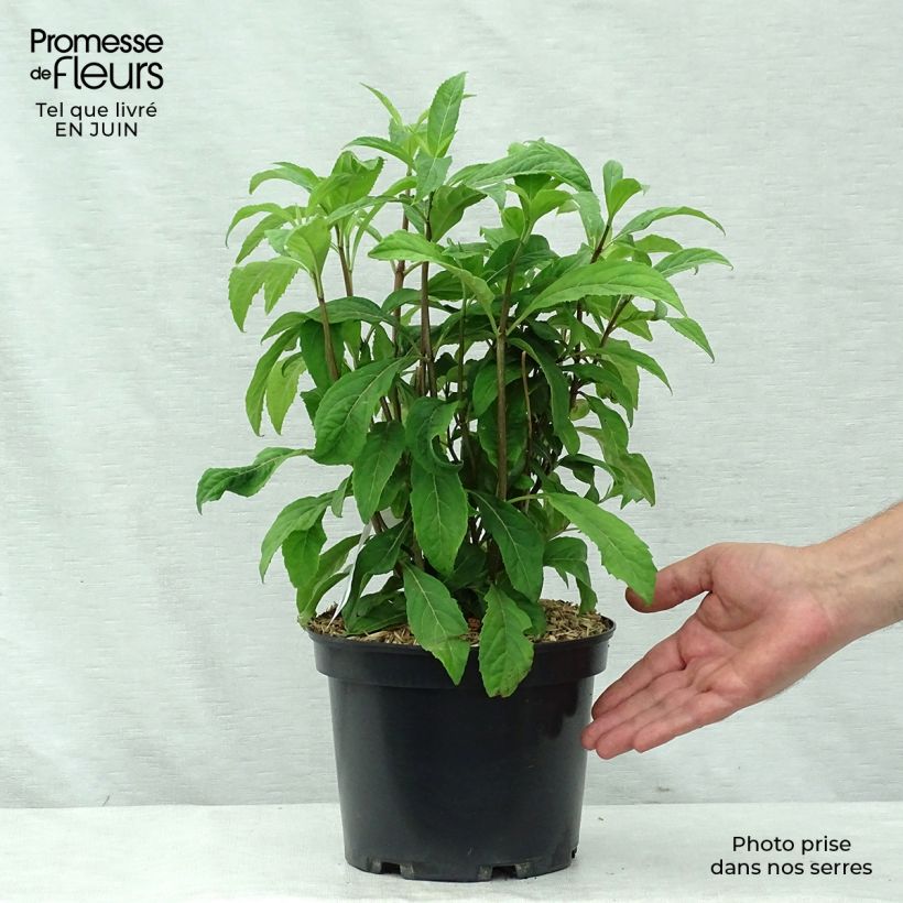 Dichroa x febrifuga Marie 4L/5L pot sample as delivered in summer