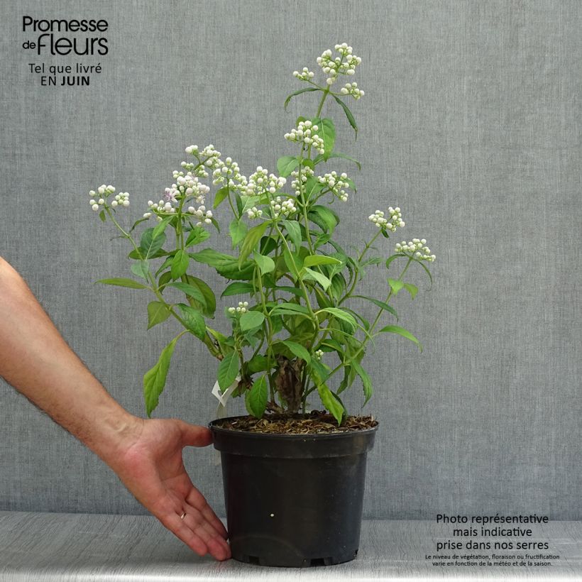 Dichroa versicolor Round Blue 3L/4L pot sample as delivered in summer