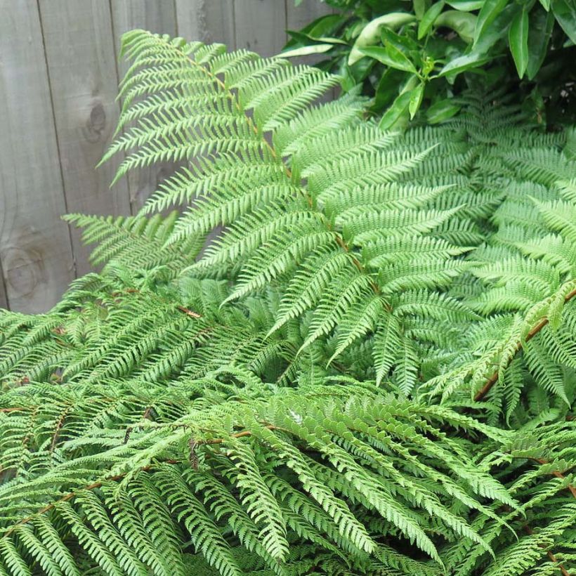 Dicksonia squarrosa - Tree Fern (Foliage)