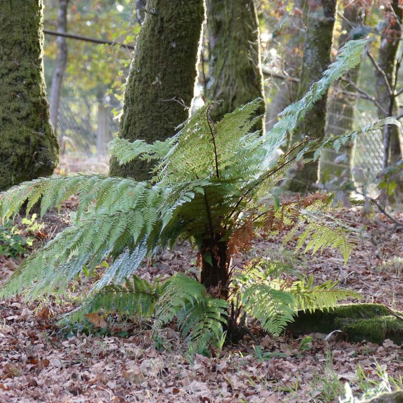 Dicksonia squarrosa - Tree Fern (Plant habit)