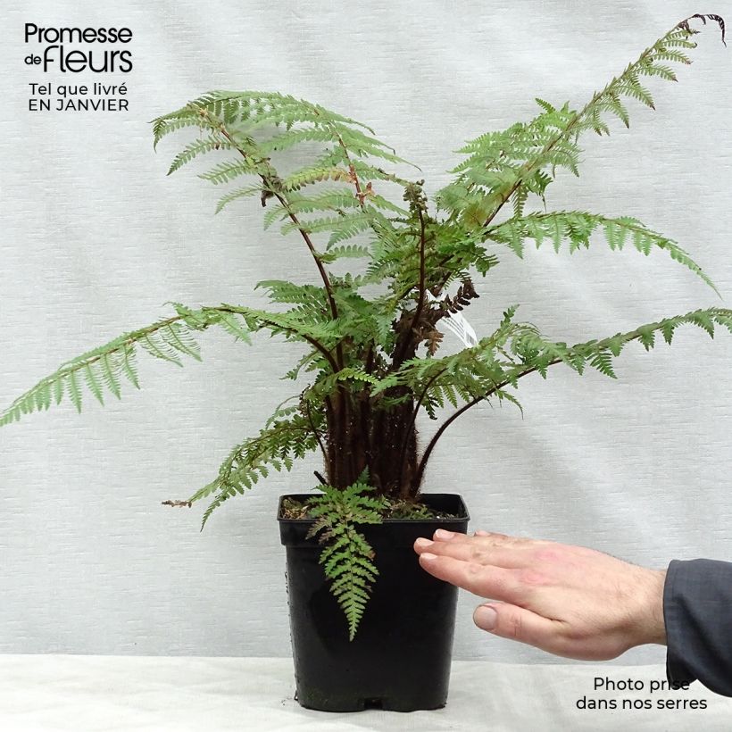 Dicksonia squarrosa - Tree Fern 3L/4L pot sample as delivered in winter