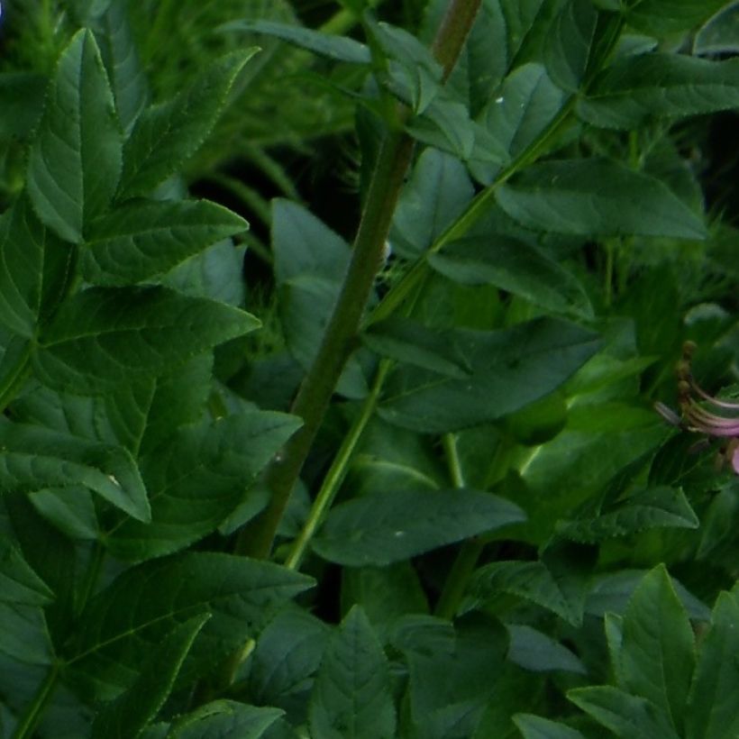 Dictamnus albus var. purpureus - Dittany (Foliage)