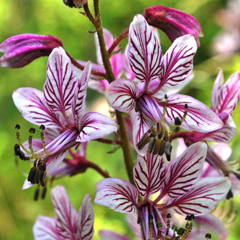 Dictamnus albus var. purpureus - Dittany (Flowering)