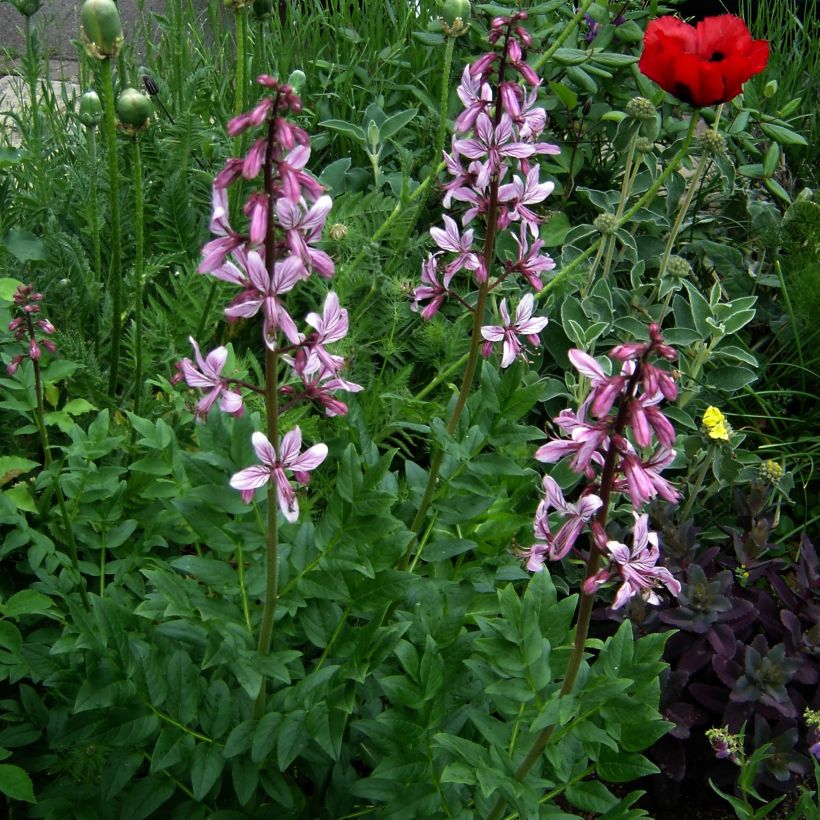 Dictamnus albus var. purpureus - Dittany (Plant habit)