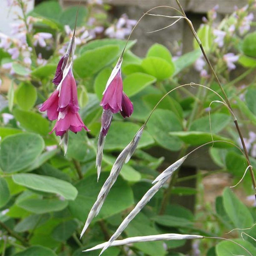 Dierama pulcherrimum Blackbird (Flowering)