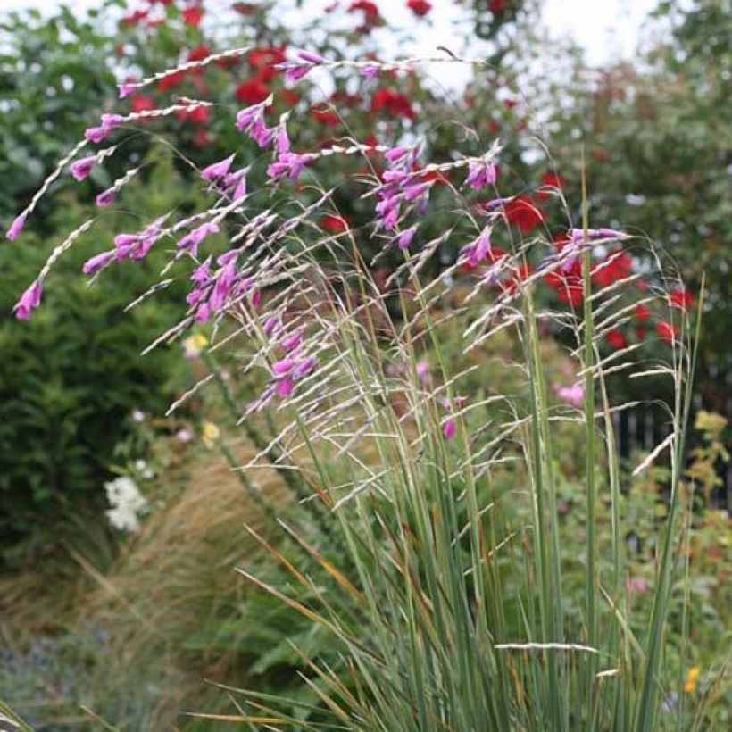 Dierama pulcherrimum (Plant habit)