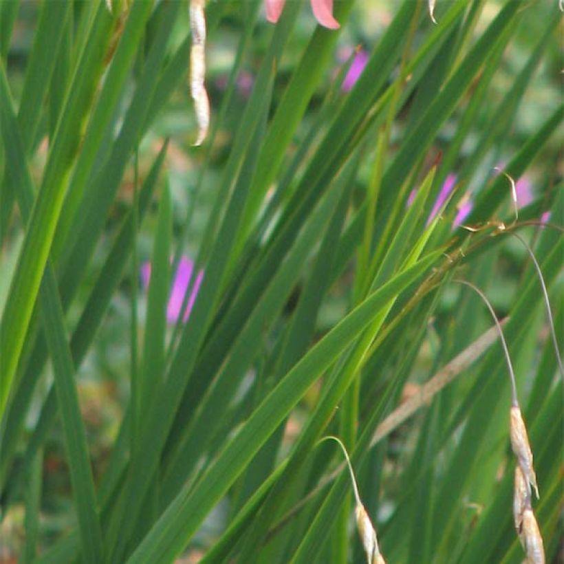 Dierama igneum (Foliage)