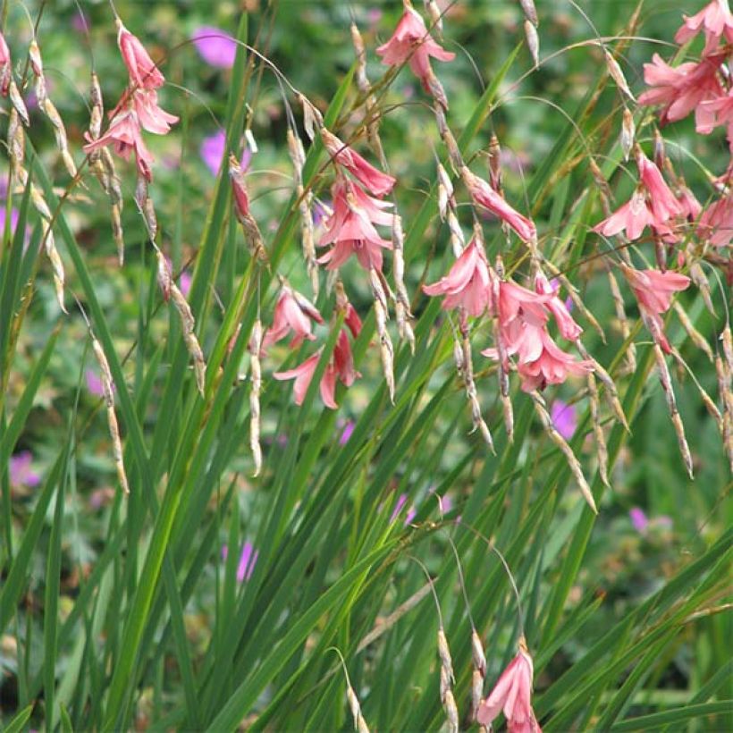 Dierama igneum (Plant habit)