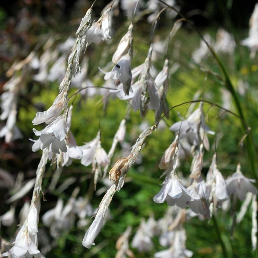 Dierama pulcherrimum Alba (Flowering)