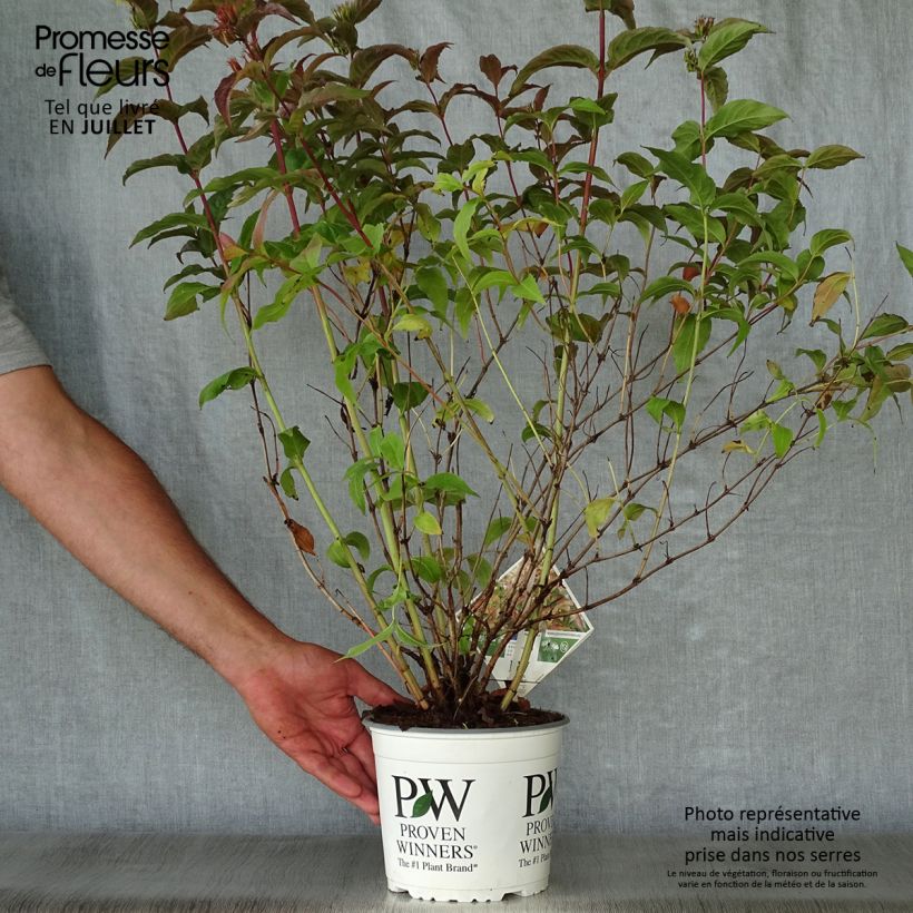 Diervilla splendens Kodiak Orange 2L/3L pot sample as delivered in summer