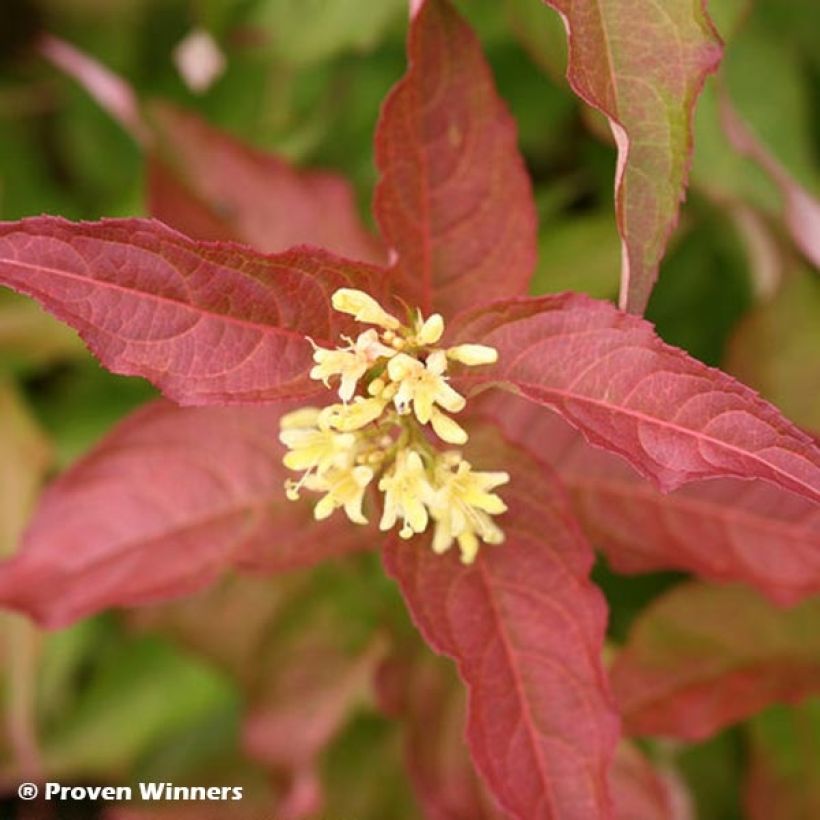 Diervilla splendens Kodiak Red (Flowering)