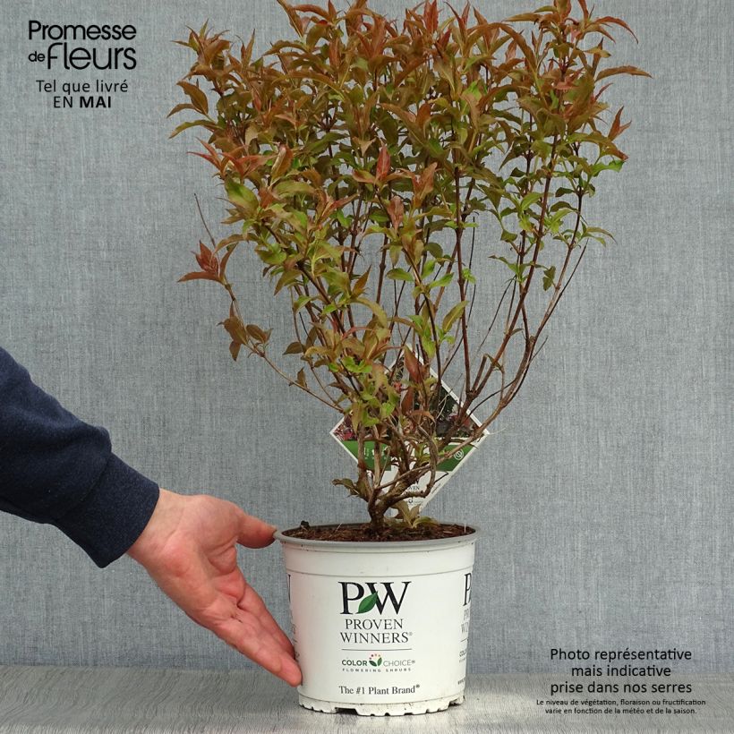 Diervilla splendens Kodiak Red 2L/3L potShipped height around 40/60cm sample as delivered in spring