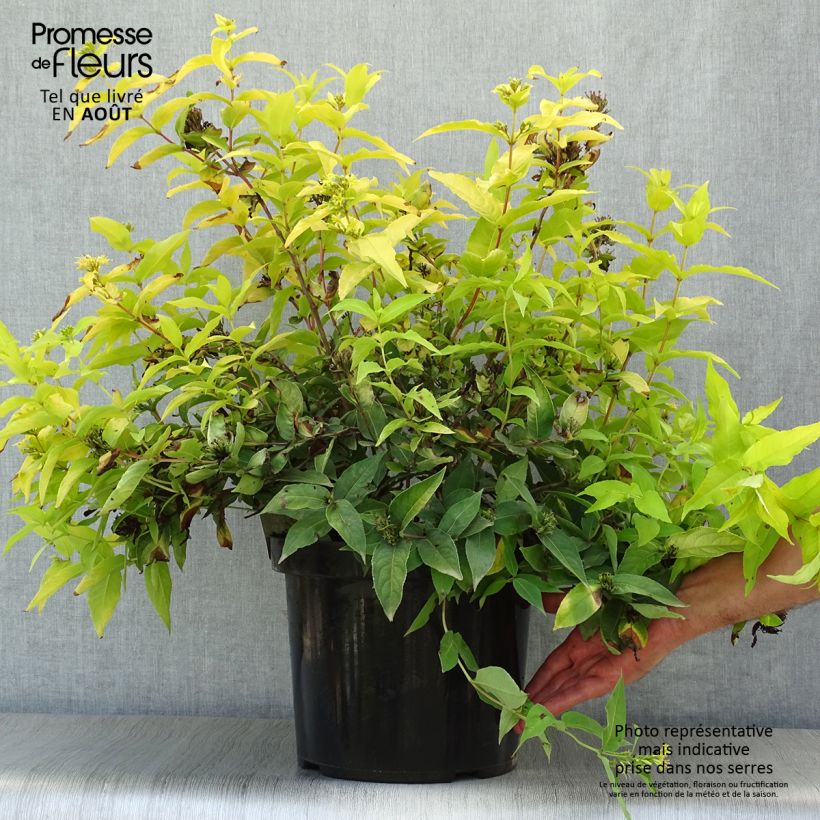 Diervilla rivularis Honeybee 7.5L/10L pot sample as delivered in summer