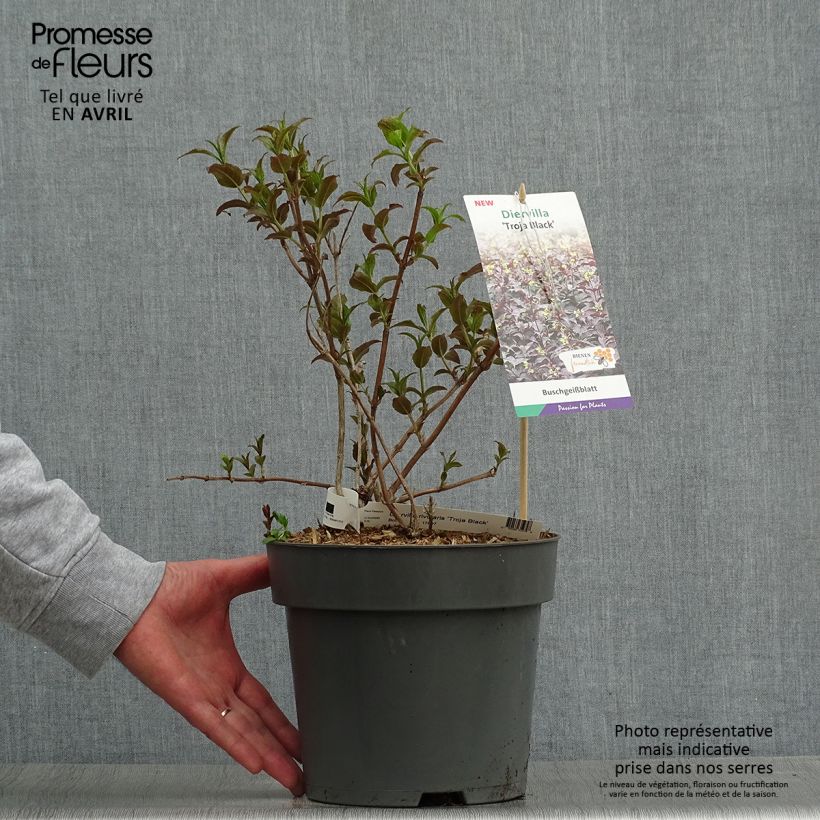 Diervilla rivularis Troja Black 4L/5L pot sample as delivered in spring