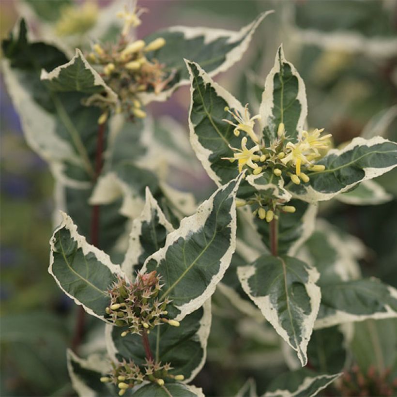 Diervilla sessilifolia Cool Splash (Flowering)