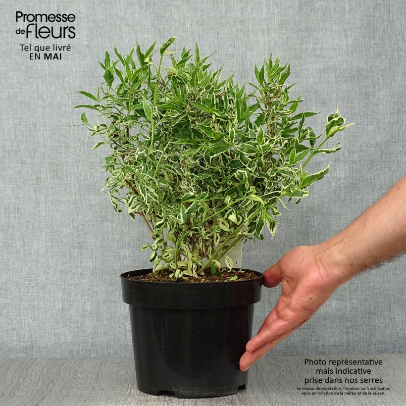 Diervilla sessilifolia Cool Splash 3L/4L pot sample as delivered in spring