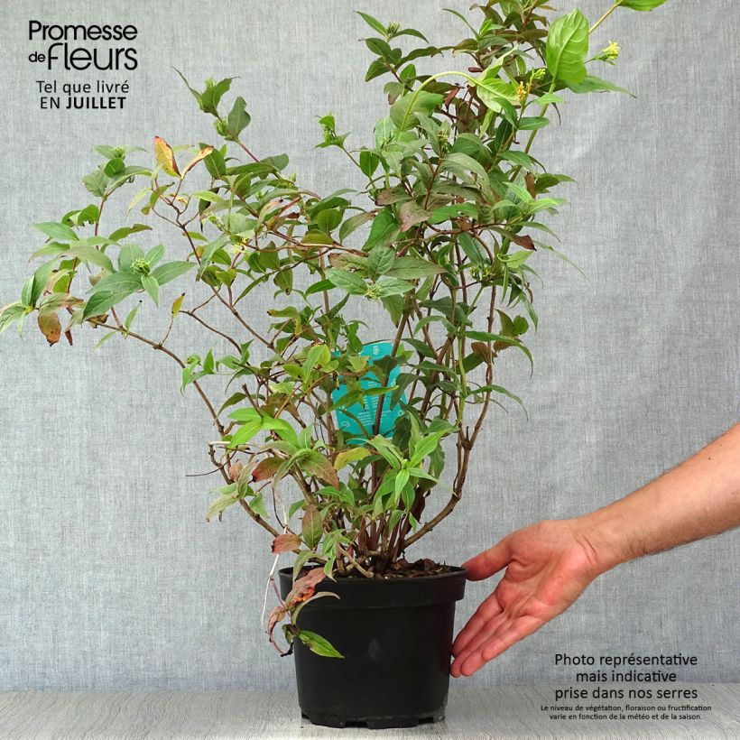 Diervilla splendens 2L/3L pot sample as delivered in summer