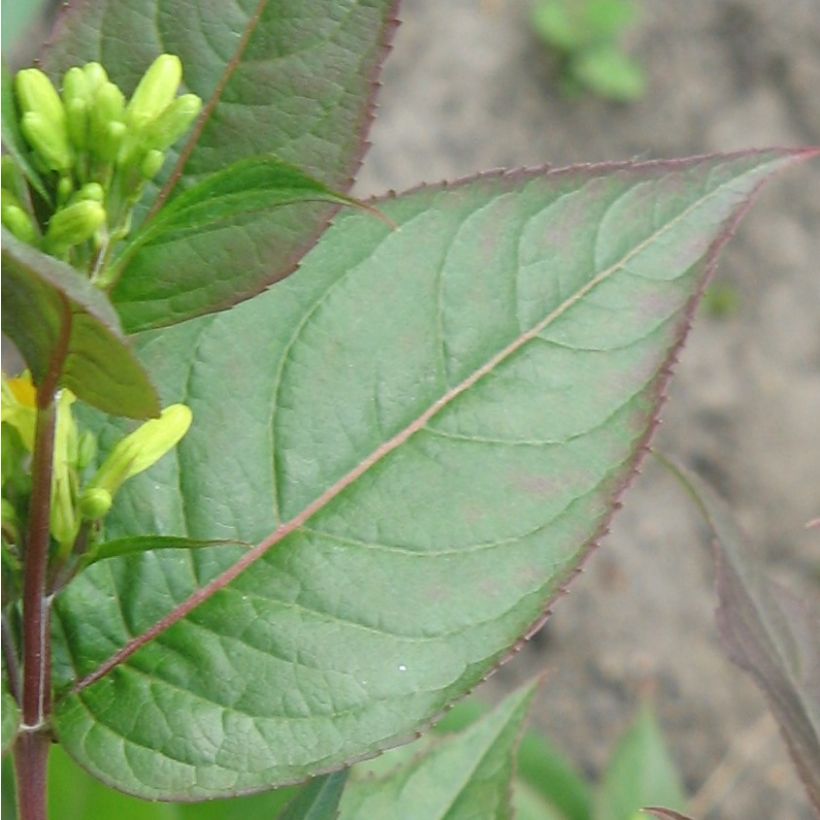 Diervilla splendens (Foliage)