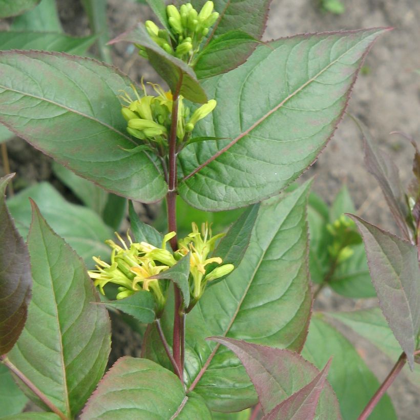 Diervilla splendens (Plant habit)