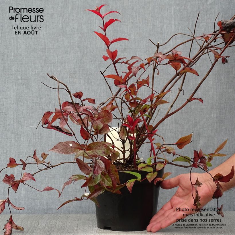Diervilla splendens Diva 3L/4L pot sample as delivered in summer