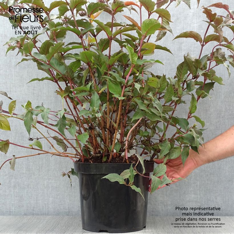 Diervilla splendens Diva 7.5L/10L pot sample as delivered in summer