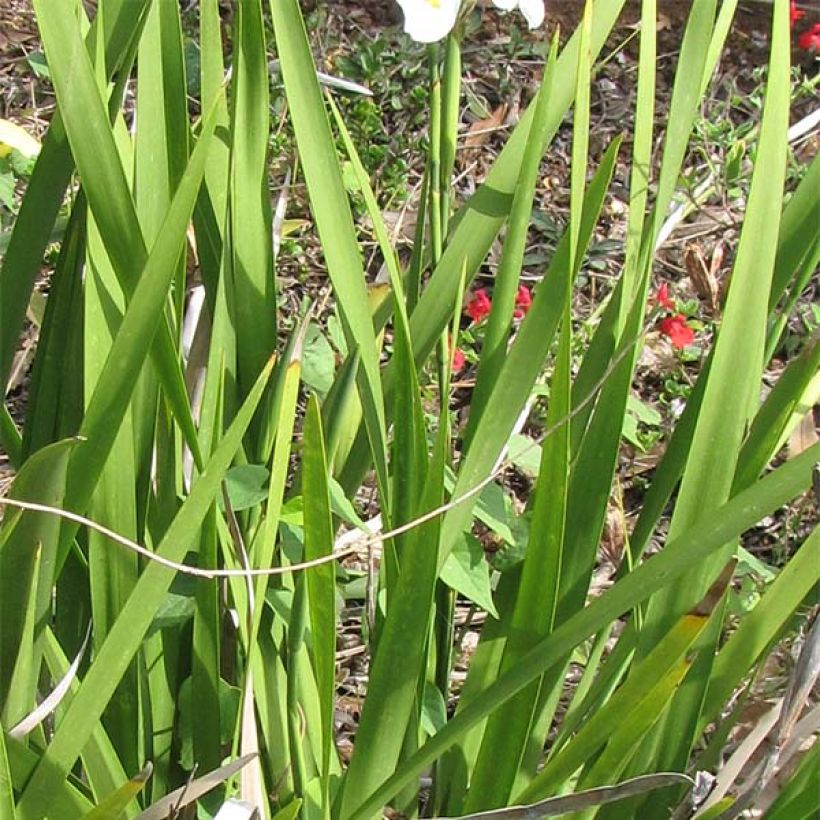 Dietes grandiflora (Foliage)