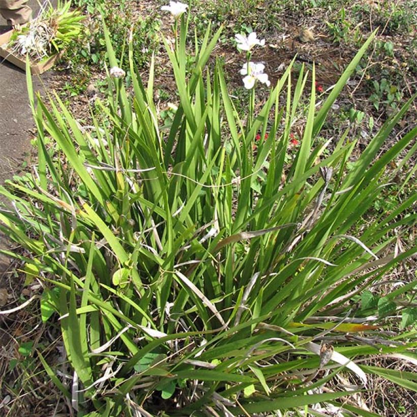 Dietes grandiflora (Plant habit)