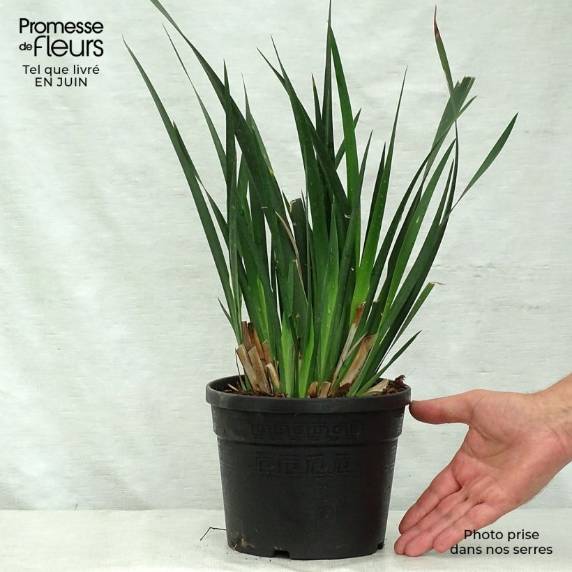 Dietes grandiflora 2L/3L pot sample as delivered in summer