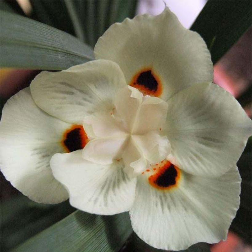 Dietes bicolor (Flowering)