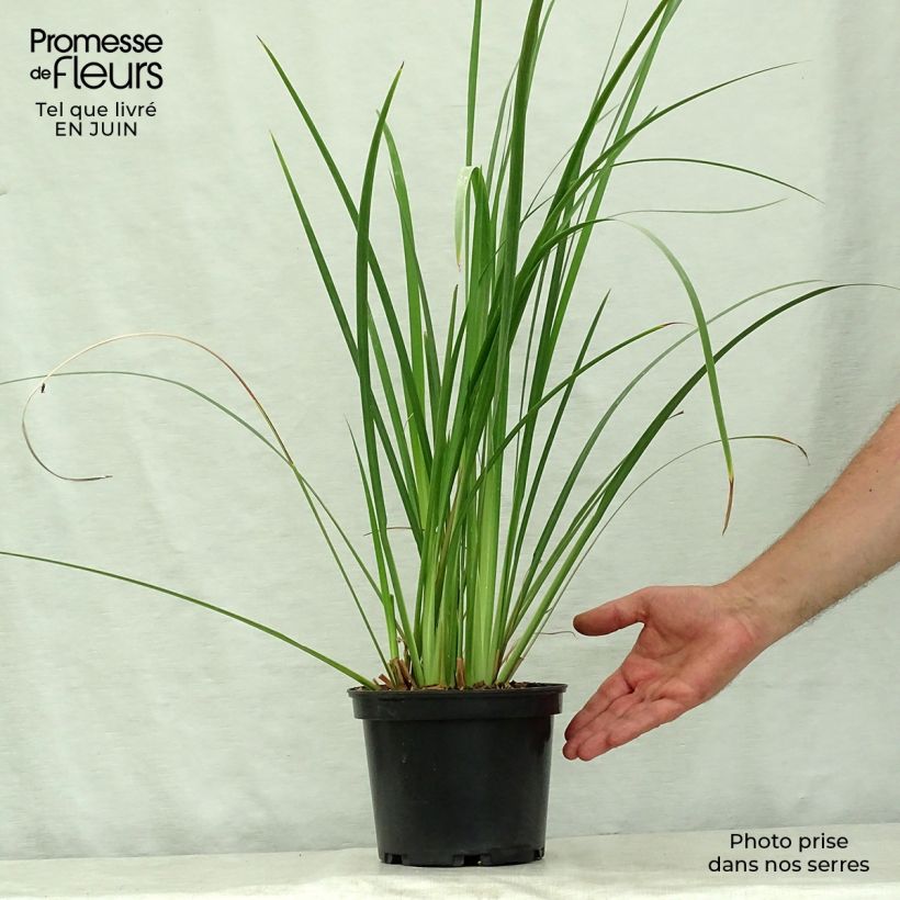 Dietes bicolor 2L/3L pot sample as delivered in summer