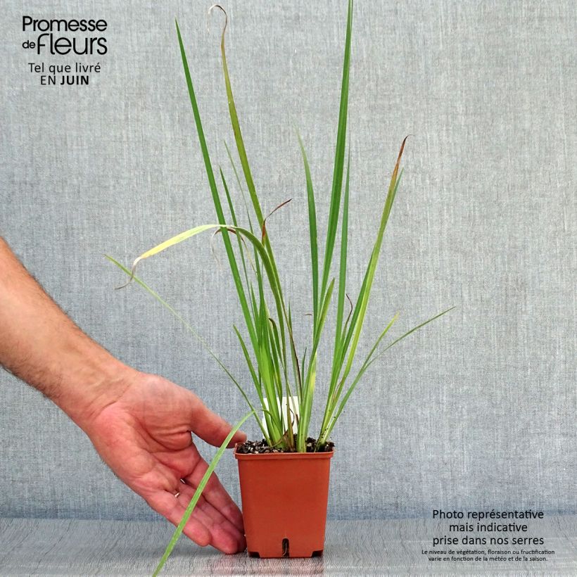 Dietes bicolor 8/9 cm pot sample as delivered in summer