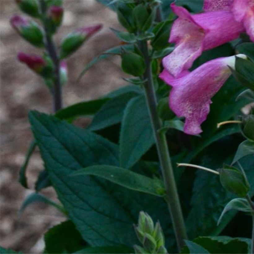 Digiplexis Berry Canary - Hybrid Foxglove (Foliage)