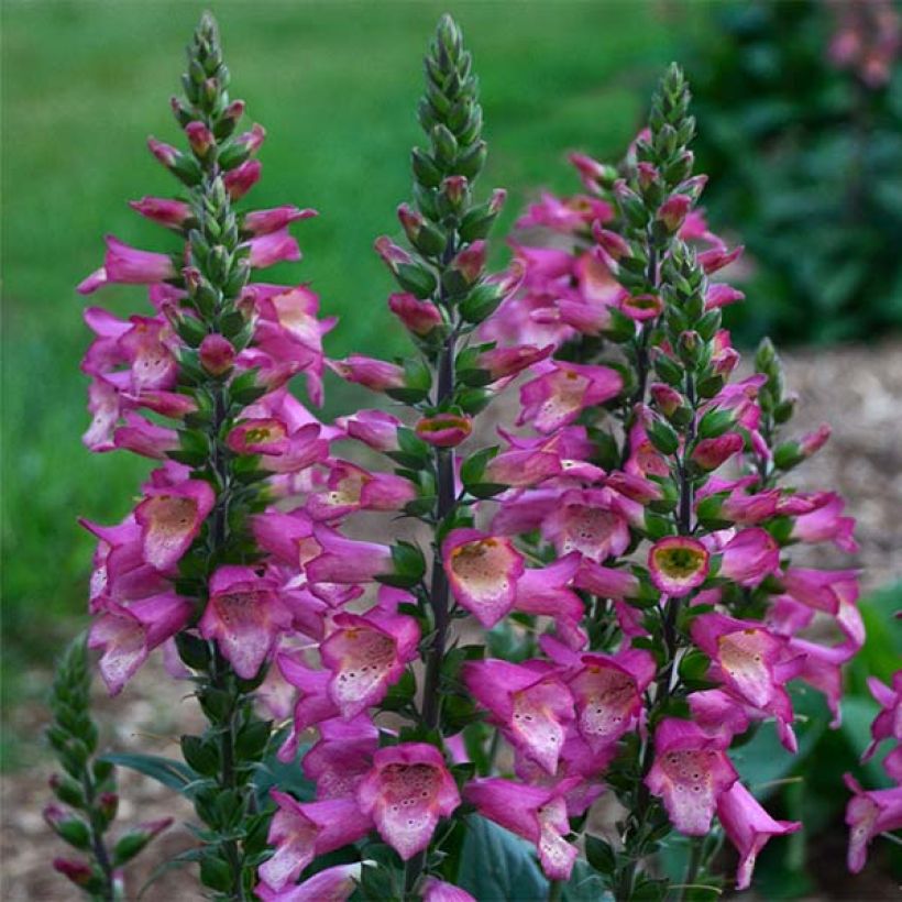 Digiplexis Berry Canary - Hybrid Foxglove (Flowering)