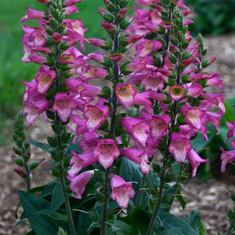 Digiplexis Berry Canary - Hybrid Foxglove (Plant habit)