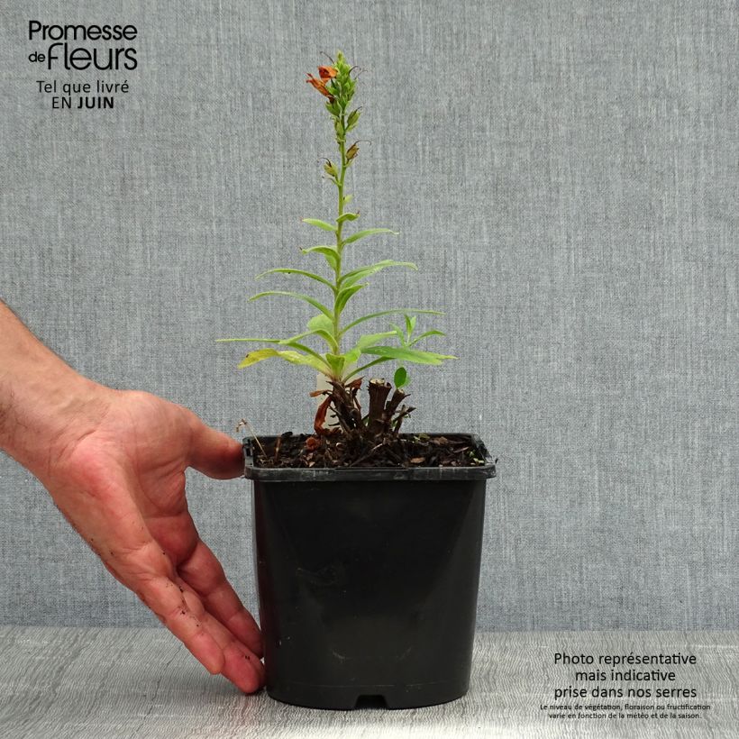 Digitalis valinii Firecracker - Foxglove 2L/3L pot sample as delivered in summer