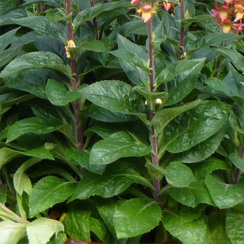 Digitalis valinii Illumination Flame - Foxglove (Foliage)