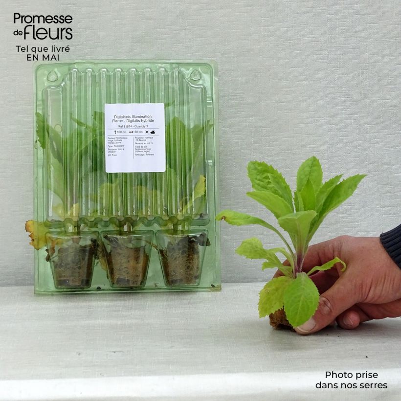 Digitalis valinii Illumination Flame - Foxglove Plug plant 3/4cm sample as delivered in spring