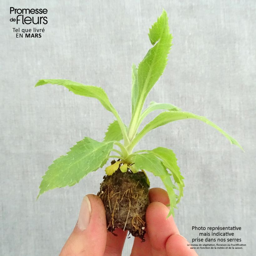 Digitalis valinii Illumination Raspberry - Foxglove Plug plant 3/4cm sample as delivered in spring