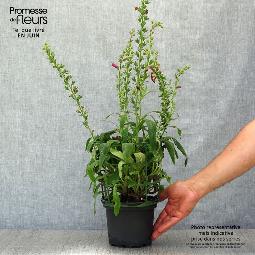 Digitalis valinii Illumination Raspberry - Foxglove 2L/3L pot sample as delivered in summer