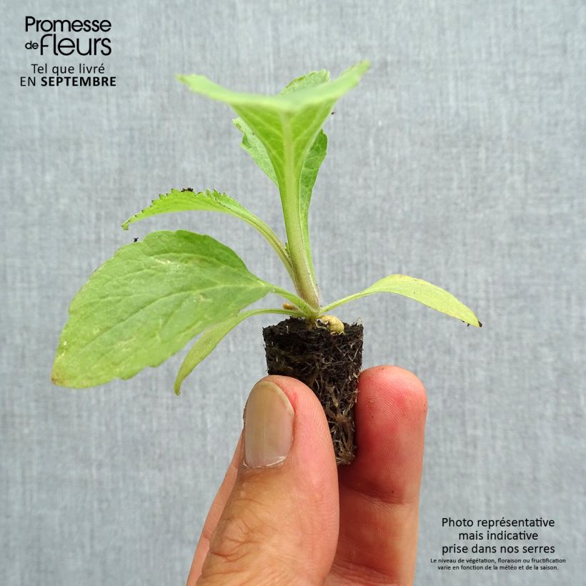 Digitalis Dalmatian - Foxglove Plug plant 1.5/2.5 cm sample as delivered in autumn