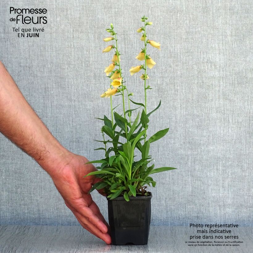 Digitalis Goldcrest - Foxglove 8/9 cm pot sample as delivered in summer
