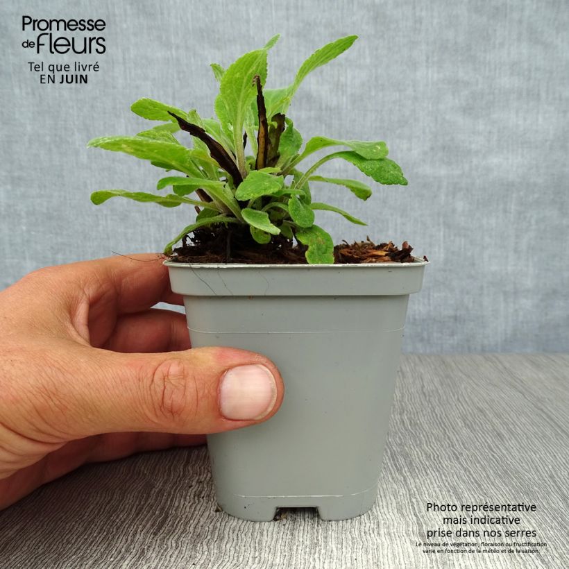 Digitalis x mertonensis - Foxglove 8/9 cm pot sample as delivered in summer