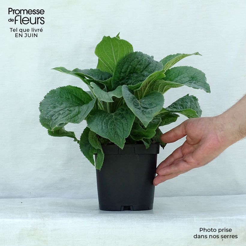 Digitalis x mertonensis - Foxglove 2L/3L pot sample as delivered in summer