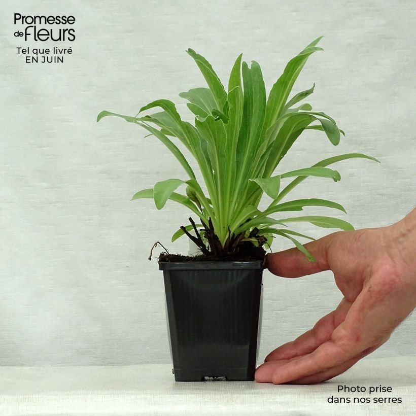 Digitalis parviflora - Foxglove 8/9 cm pot sample as delivered in summer