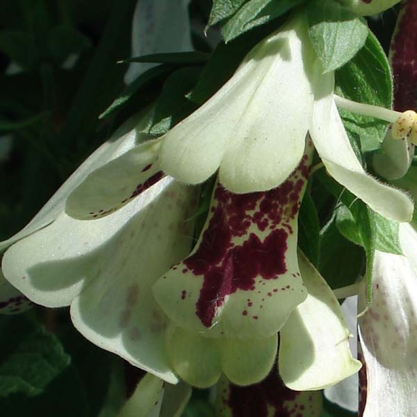 Digitalis purpurea Pams Split - Foxglove (Flowering)